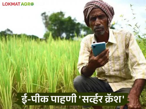 latest news E-Peek Pahani: E-Peek Pahani 'server crash'; Farmers are suffering, read the complaints of irregularities in detail | E-Peek Pahani : ई-पीक पाहणी 'सर्व्हर क्रॅश'; शेतकरी त्रस्त, गैरप्रकारांच्या तक्रारी वाचा सविस्तर