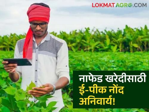 latest news E-Pik Pahani: Digital registration is mandatory for CCI and NAFED purchases; How to get the benefits of the schemes? | E-Pik Pahani : सीसीआय व नाफेड खरेदीसाठी डिजिटल नोंदणी बंधनकारक; कसा मिळणार योजनांचा लाभ?