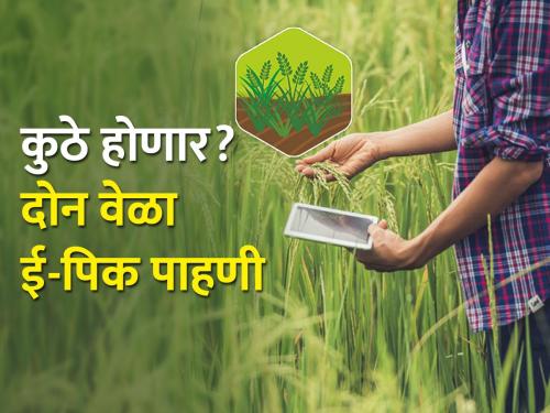 Two times e-peak pahani crop inspection will be done in 114 villages | ११४ गावांमध्ये होणार दोन वेळा ई-पीक पाहणी