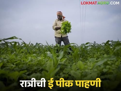 Latest news E-Pikk Survey server down, appeal to farmers to register at night | ई पीक पाहणीचे सर्व्हर डाऊन, रात्री नोंदणी करा अन्.... शेतकऱ्यांना आवाहन 
