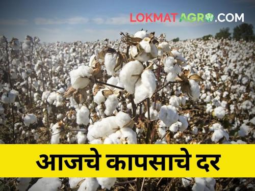 maharashtra agriculture farmer Today cotton has not got anywhere near the guaranteed price | आज कापसाला कुठेच मिळाला नाही हमीभावाएवढा दर