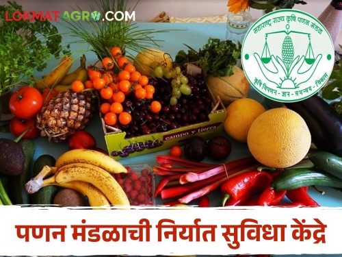 Latest News Export Facilitation Centers of Maharashtra State Agriculture Marketing Board, check details | महाराष्ट्र राज्य कृषि पणन मंडळाची निर्यात सुविधा केंद्रे, वाचा कुठे-किती केंद्राची उभारणी 