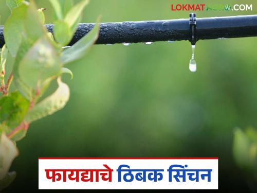 Knowing the importance of water management for crops, Kadegaon taluka is becoming prosperous through drip irrigation. | पिकांच्या पाणी व्यवस्थापनाचे महत्व जाणत ठिबक सिंचनातून कडेगाव तालुका होतोय समृद्ध