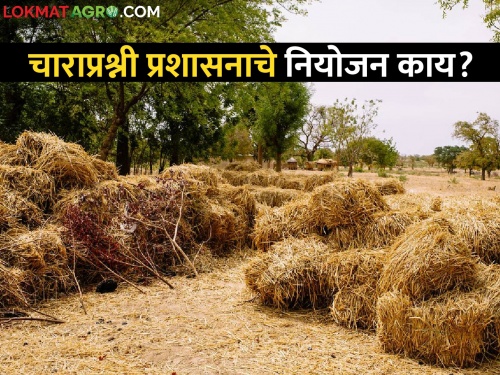 What is the purpose of four question administration? Ban on sale of fodder from elsewhere in this district | चाराप्रश्नी प्रशासनाचे नियाेजन काय? या जिल्ह्यातून इतरत्र चारा विक्रीस बंदी