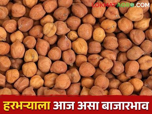 Chick pea: Today in this market committee, the price of chick pea is getting good deal | Chick pea:आज या बाजारसमितीत हरभऱ्याने खाल्ला भाव, मिळतोय असा दर..