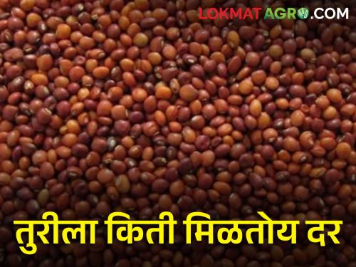 maharashtra agriculture farmer todays Turi rates in market yard | जाणून घ्या आजचे तुरीचे दर