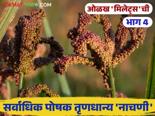 Finger Millets Do you know these things about the millet known as African millet? | Fingure Millets : आफ्रिकन बाजरी नावाने ओळखल्या जाणाऱ्या नाचणीबद्दल 'या' गोष्टी माहितीयेत का?