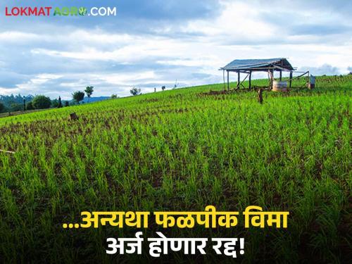 Crop Insurance Farmers should get their crops inspected e-crop, otherwise | Crop Insurance : शेतकऱ्यांनो ई-पीक पाहणी करून घ्या; अन्यथा फळपीक विमा अर्ज होतील रद्द!