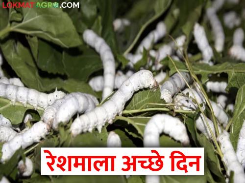 On good days, one quintal of silk will fetch 53 thousand | अच्छे दिन, एक क्विंटल रेशीमला मिळणार ५३ हजार, कसे? जाणून घ्या..