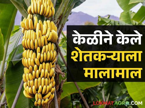 Bananas have brought wealth to the farmers, exports are also happening abroad, the farmers of this district are earning year after year... | केळीने केले मालामाल,विदेशातही होतेय निर्यात, या जिल्ह्यातील शेतकरी वर्षाकाठी कमावतोय...