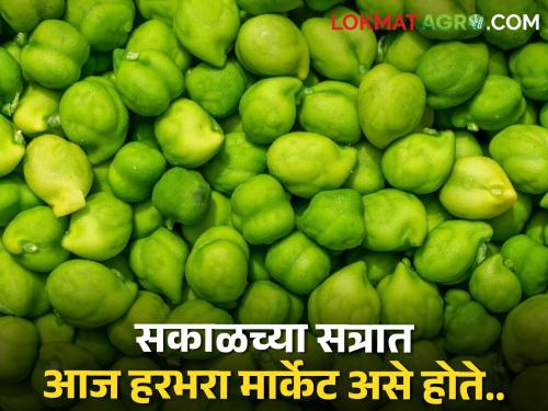 1540 quintal in Washim and 1300 quintal chick pea in Jalgaon, what is market rate? | वाशिममध्ये १५४०, जळगावात १३०० क्विंटल हरभऱ्याची आवक, मिळतोय असा बाजारभाव