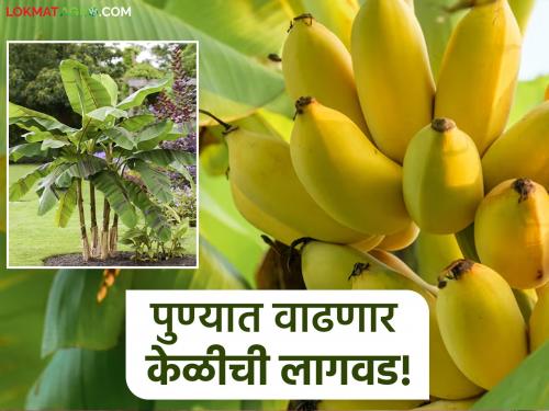 Cultivation Banana area in Pune district will increase by 1 thousand hectares this year | Banana Cultivation : पुणे जिल्ह्यात यंदा केळीचे क्षेत्र १ हजार हेक्टरने वाढणार