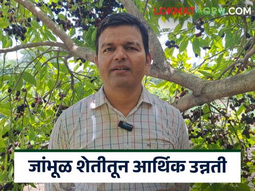 Jambhul Sheti Success Story : Financial upliftment of a Daund farmer by planting Jambhul | Jamun Success Story : दौंडच्या भुजबळांनी जांभुळ शेती करत, ‘जांभळाचा ब्रँड’ कसा तयार केला?