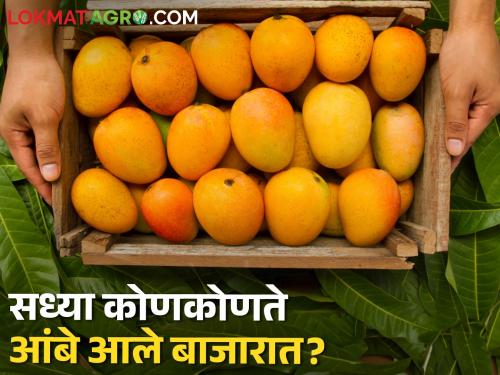 Chokhandal Amras gourmets are waiting for Akshaya Tritiya, which mango is currently in the market? | चोखंदळ आमरस खवय्यांना अक्षय्य तृतीयेची प्रतीक्षा,सध्या कोणता आंबा आला बाजारात?