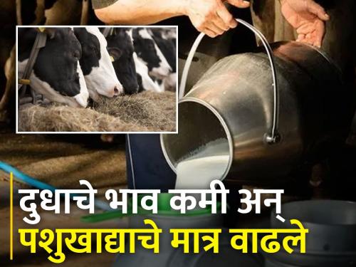 The economy of cattle farmers has deteriorated! The price of milk decreased and animal fodder increased | पशुपालकांचे अर्थकारण बिघडले! दुधाचे भाव कमी अन् पशुखाद्याचे मात्र वाढले