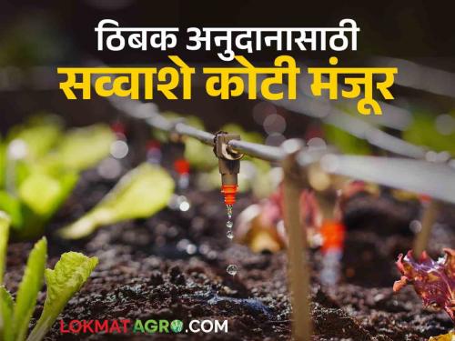 Drip Subsidy: 123 crore sanctioned by the state for long pending drip subsidy | Drip Subsidy : खूप दिवसांपासून रखडेल्या ठिबक अनुदानासाठी राज्याकडून १२३ कोटींना मंजुरी