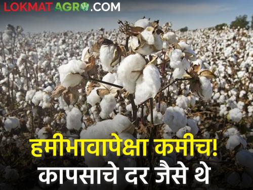 Todays Cotton Rates are less than guaranteed! Know today's detailed rates | Todays Cotton Rates : कापसाचे दरही हमीभावापेक्षा कमीच! जाणून घ्या आजचे सविस्तर दर