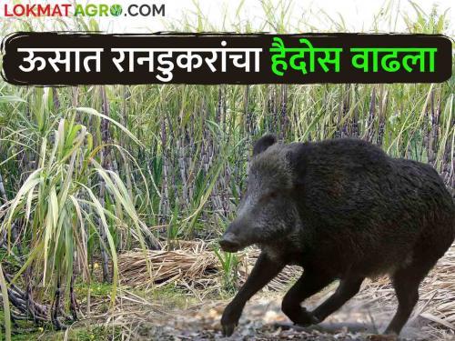 Farmers worried about wild boars on sugarcane crop, wild animals | ऊस पिकावर रानडुकरांचा डल्ला, वन्यप्राण्यांमुळे शेतकरी चिंतेत