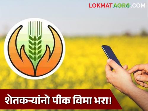 Rabi Crop Insurance Farmers pay Rabi Crop Insurance The last few days are left  | Rabi Crop Insurance : शेतकऱ्यांनो, रब्बी पीक विमा भरा! शेवटचे काही दिवस राहिलेत शिल्लक 