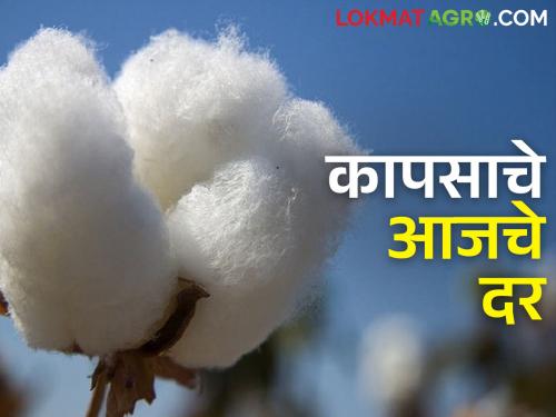 maharashtra agriculture farmer Todays Cotton Rates: How much did the cotton rate get today? | Todays Cotton Rates : आज किती मिळाला कापसाला दर?