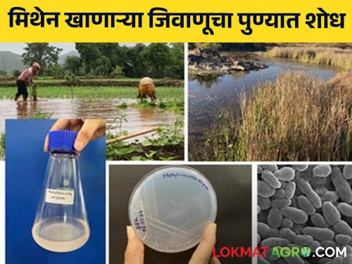 Methane eating bacterium discovered by women scientists monali rahalkar Pune; Which can increase the production of paddy by 30 percent | पुण्यातील महिला शास्त्रज्ञाने लावला मिथेन खाणाऱ्या जिवाणूचा शोध