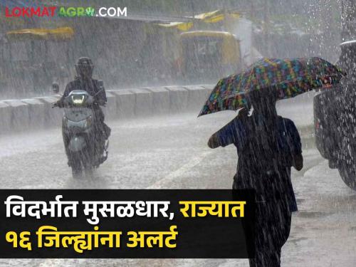 Monsoon Alert Maharashtra: Yellow alert for rain in 16 districts of Vidarbha today including Musaldhar, Nagar, Pune | Maharashtra Monsoon Alert: आज विदर्भात मुसळधार; नगर, पुण्यासह १६ जिल्ह्यांना पावसाचा 'यलो अलर्ट'