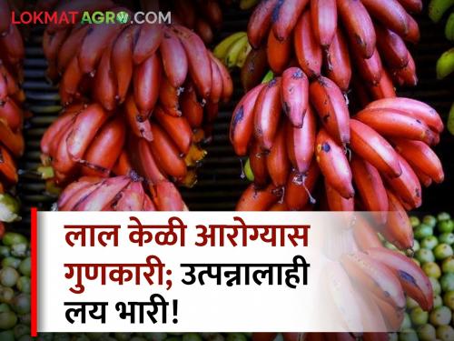 farmer maharashtra healthy red banana cultivation Income opportunity farmers | आरोग्यदायी लाल केळी पाहिलीये का? शेतकऱ्यांना उत्पन्नाची संधी