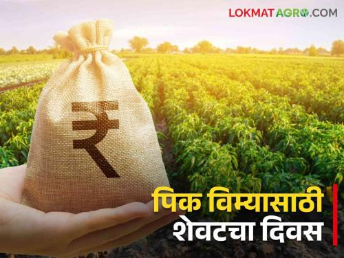 Pik Vima: Control on Fake crop insurance applications.. how to action taken | Pik Vima: बनावट पीकविमा करणाऱ्यांना चाप.. अशी केली कारवाई