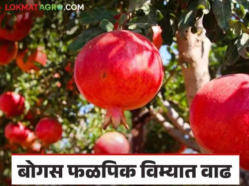 Fal pik Vima: Insurance taken out without planting the orchard fourteen and a half thousand applications are ineligible | Fal Pik Vima : फळबाग लागवड न करताच काढला विमा साडेचौदा हजार अर्ज अपात्र