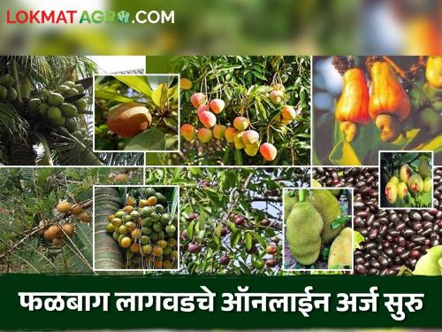 Latest News Falbag lagvad Online application for orchard cultivation scheme has started, apply like this | Falbag Lagvad Yojana : फळबाग लागवड योजनेचे ऑनलाईन अर्ज सुरु, असा करा अर्ज 