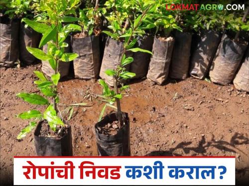 How to choose fruit seedlings when buying them from a nursery? How to plant them? Read in detail | नर्सरीमधून फळांची रोपे खरेदी करताना त्यांची निवड कशी करावी? लागवड कशी करावी? वाचा सविस्तर