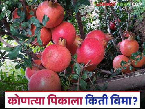 How much insurance cover is there for which fruit crops; till when can applications be made? Read in detail | कोणत्या फळपिकांना किती रुपयाचे विमा कवच; कधीपर्यंत करता येईल अर्ज? वाचा सविस्तर