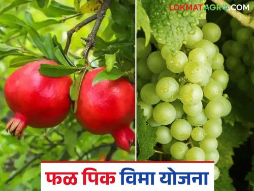Provide insurance coverage to fruit crops in the dry season through the weather-based fruit crop insurance scheme | हवामान आधारित फळपिक विमा योजनेतून मृग बहारातील फळपिकांना द्या विम्याचे संरक्षण