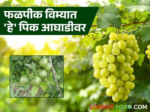 Insurance for 'these' crops has expired in the state; How many farmers have taken out insurance for their orchards? Read in detail | राज्यात 'या' पिकांसाठी विम्याची मुदत संपली; किती शेतकऱ्यांनी उतरवला फळबागांचा विमा? वाचा सविस्तर