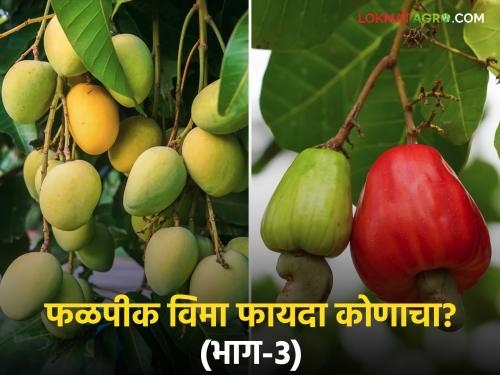 Compensation not received under the Fruit Crop Insurance Scheme as the 'trigger' that records weather changes was not activated | फळपीक विमा योजनेंतर्गत हवामान बदलाची नोंद घेणारे 'ट्रीगर' ॲक्टिव्हेट न झाल्याने भरपाई मिळेना