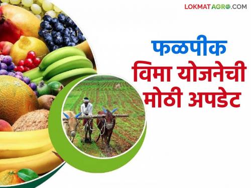 Applying for fruit crop insurance? Do these two things, otherwise the application may be canceled | फळपीक विम्यासाठी अर्ज करताय? ह्या दोन गोष्टी करा नाहीतर अर्ज होऊ शकतो रद्द