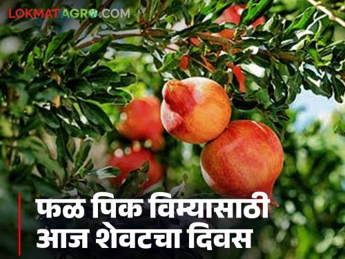 Latest Neews fal Pik Vima today 30th june last date for fruit crop insurance | Fal Pik Vima : फळ पीकविमा काढला का? 'या' पिकांसाठी आज अखेरची मुदत