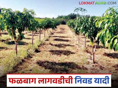 Latest News Mahadbt Lottery List selection list for falbag lagvad scheme yadi released on MahaDBT, check your name | Mahadbt Lottery List : महाडीबीटीवर फळबाग लागवड योजनेची निवड यादी आली, तुमचं नाव चेक करा!