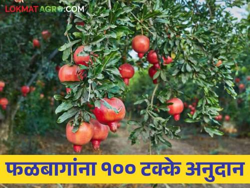 Apply for 100 percent subsidy for fruit orchard cultivation through this portal | फळबाग लागवडीसाठी मिळतंय १०० टक्के अनुदान करा या पोर्टलवरून अर्ज