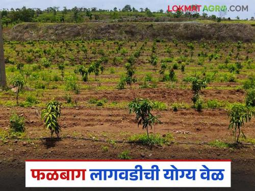 What is the right time to cultivation of fruit crops? What are the popular varieties of fruit crops? Read in detail | फळबाग लागवडीची योग्य वेळ कोणती? फळपिकांच्या पॉप्युलर जाती कोणत्या? वाचा सविस्तर