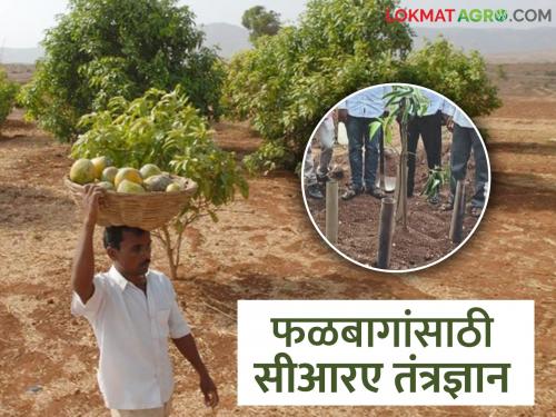 Latest News 'CRA' technology is useful for better production of orchards for Fruits Farming | फळबागांच्या चांगल्या उत्पादनासाठी 'सीआरए' तंत्रज्ञान उपयुक्त, काय आहे हे तंत्रज्ञान? 