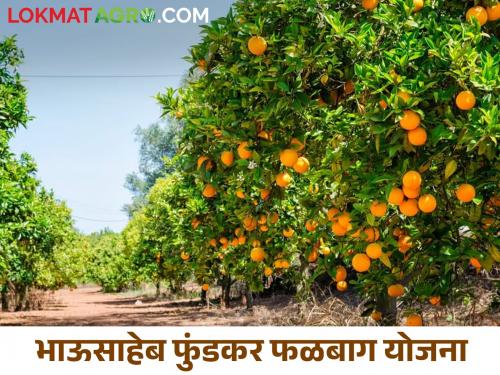 Latest News 40 lakh rupees sanctioned for Bhausaheb Phundkar Orchard Scheme | भाऊसाहेब फुंडकर फळबाग योजनेसाठी 40 लाख रुपयांचा निधी मंजूर