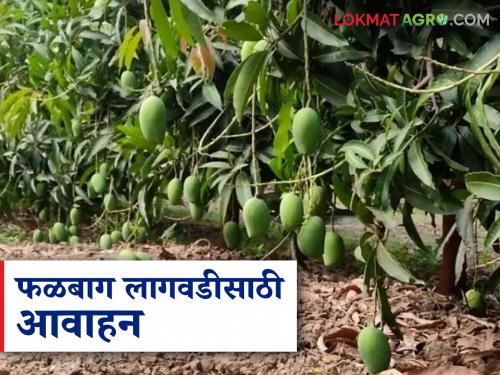 Latest News Falbag Lagvad 100 percent subsidy is being provided for orchard cultivation, appeal to farmers | Falbag Lagvad : फळबाग लागवडीसाठी 100 टक्के अनुदान मिळतंय, शेतकऱ्यांना आवाहन 