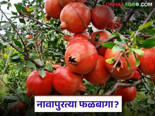 Phalabaga lagavada : Fruit crop cultivation has decreased in Western Varhad; Read the reason in detail | Phalabaga lagavada : पश्चिम वऱ्हाडात फळपिकांची लागवड घटली; काय आहे कारण वाचा सविस्तर