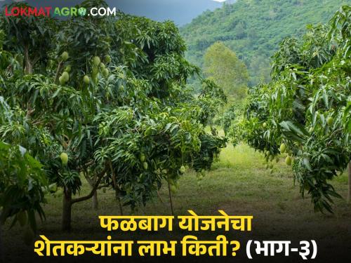 latest news Falbaga Yojana: Fruit plantation slow; Will the target be met this year? Read in detail | Falbaga Yojana : फळबाग लागवड गती मंद; उद्दिष्ट यंदा पूर्ण होणार का? वाचा सविस्तर