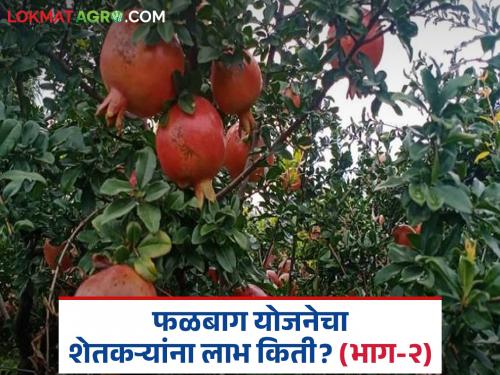 latest news Falbaga Yojana: When will the time for orchard cultivation begin in 'this' district? Read in detail | Falbaga Yojana: 'या' जिल्ह्यात फळबाग लागवडीचा मुहूर्त कधी निघणार? वाचा सविस्तर