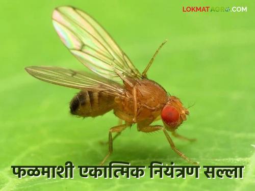 Latest News Seven effective solutions for integrated fruit fly control, know in detail  |  Falmashi :फळमाशी एकात्मिक नियंत्रणासाठी 'हे' सात उपाय फायदेशीर, जाणून घ्या सविस्तर 