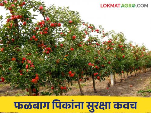 Fruit Crop Insurance : Farmers, Fruit Crop Insurance Scheme is started, the last dates are here. | Fruit Crop Insurance : शेतकऱ्यांनो, फळ पीकविमा योजना सुरू 'या' आहेत अंतिम तारखा