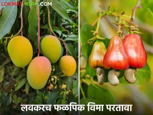 Fal Pik Vima 2024 : Fruit crop insurance refund announced for mango and cashew crops.. How many rupees will be received per hectare? | Fal Pik Vima 2024 : आंबा व काजू पिकांसाठी फळपिक विमा परतावा जाहीर.. हेक्टरी किती रुपये मिळणार?