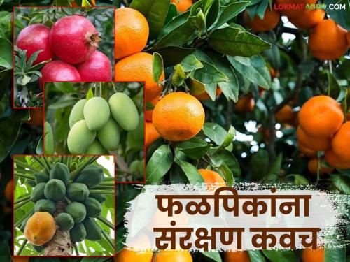 latest news Falpik Vima Yojana: Good news for mango, orange, pomegranate, papaya farmers; will get insurance cover! | Falpik Vima Yojana : आंबा, संत्रा, डाळिंब, पपई शेतकऱ्यांसाठी आनंदवार्ता; मिळणार विमा कवच! वाचा सविस्तर